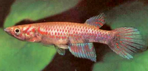Epiplatys boulengeri