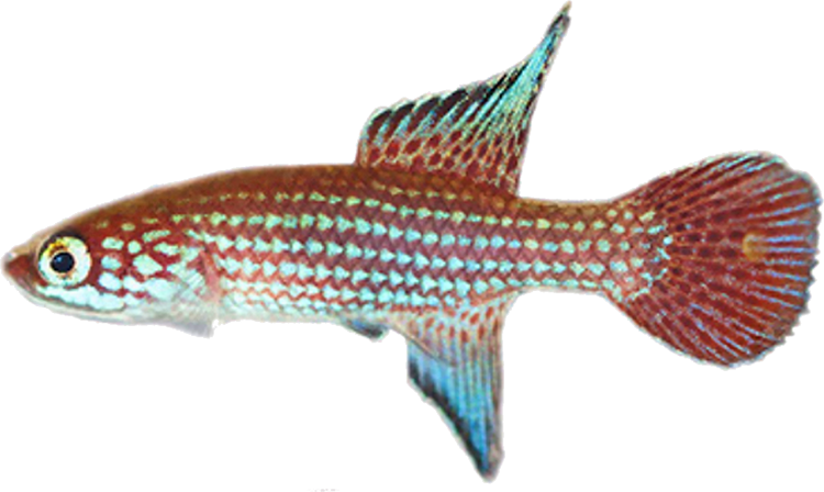 Campellolebias brucei