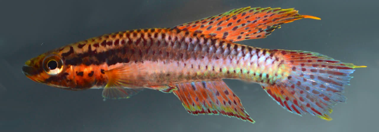 Aphyosemion (Chromaphyosemion) barakoniense