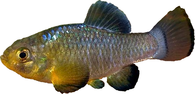 Cyprinodon brontotheroides