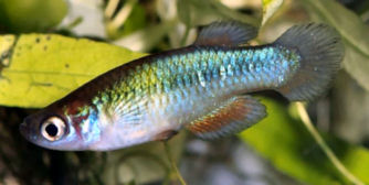 Cynopanchax bukobanus