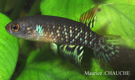 Pituna brevirostrata