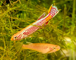 00-0-Copr_2025-Odstercilik_Radimt.jpg