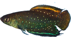 CHC -  Simpsonichthys chacoensis