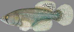 00-0-Copr_2025_Gabriel_Balorianit.jpg
