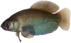 00-0-Copr_2025-Wilson_Sebastiont.png