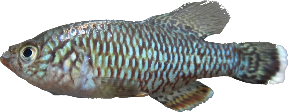 DBE - Nothobranchius dubieensis