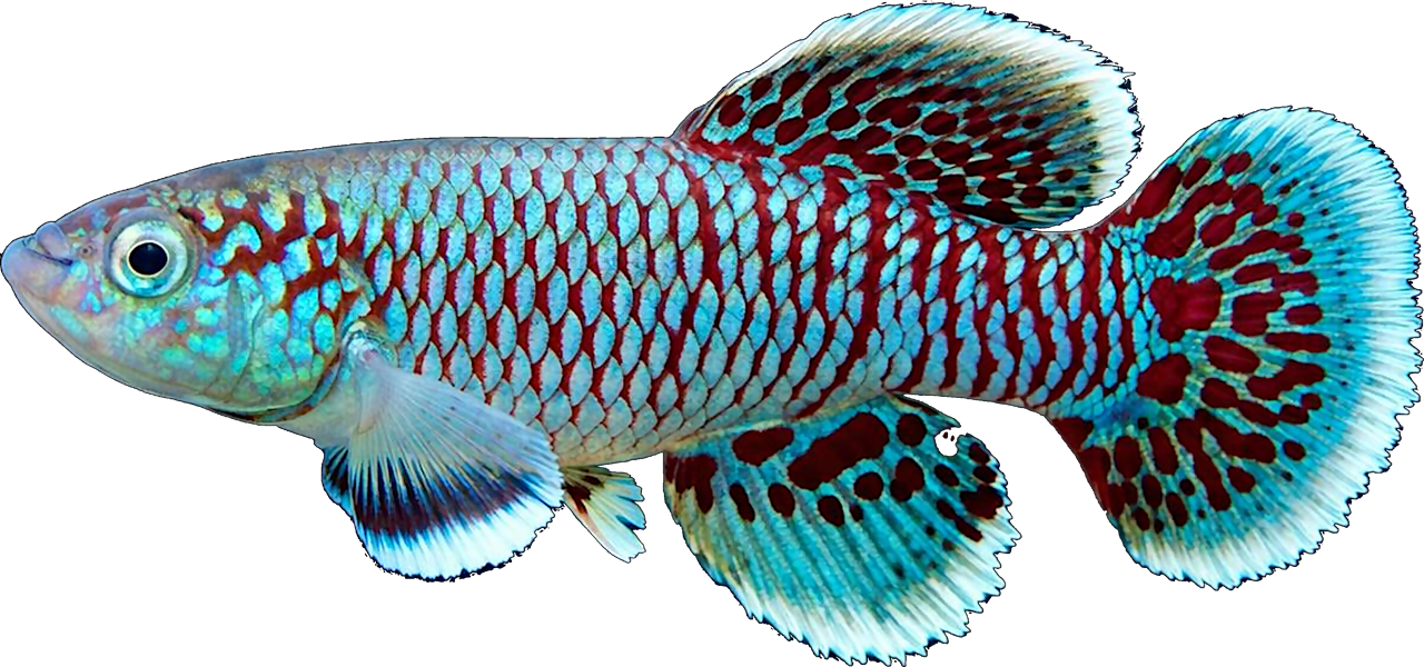 Nothobranchius eggersi