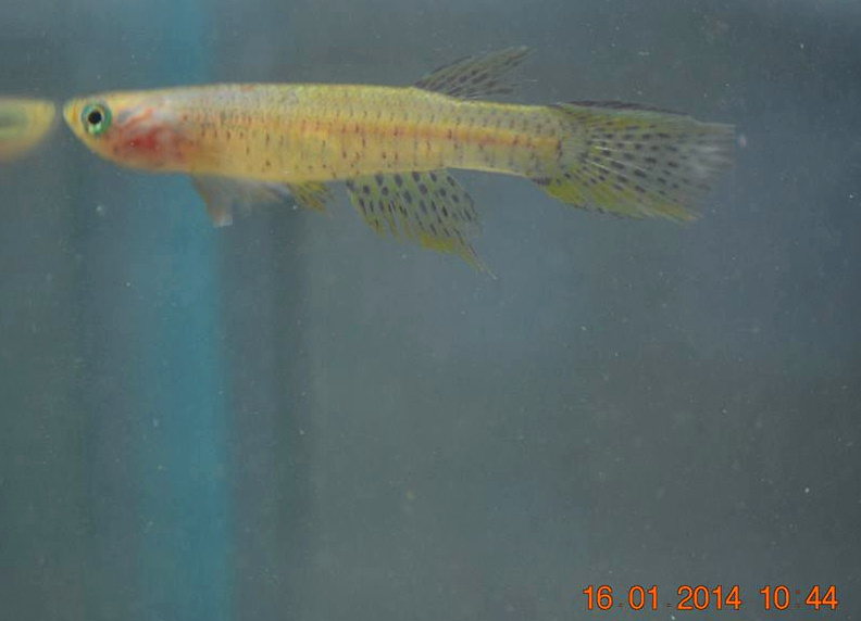 Mbandundu