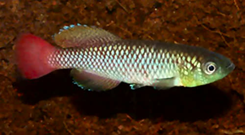 Nothobranchius elongatus
