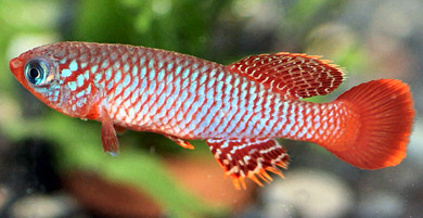 Nothobranchius flammicomantis Kisaki