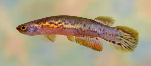 Rivulus (Cynodonichthys) fuscolineatus