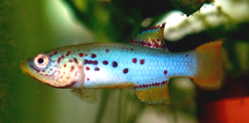 Pronothobranchius gambiense