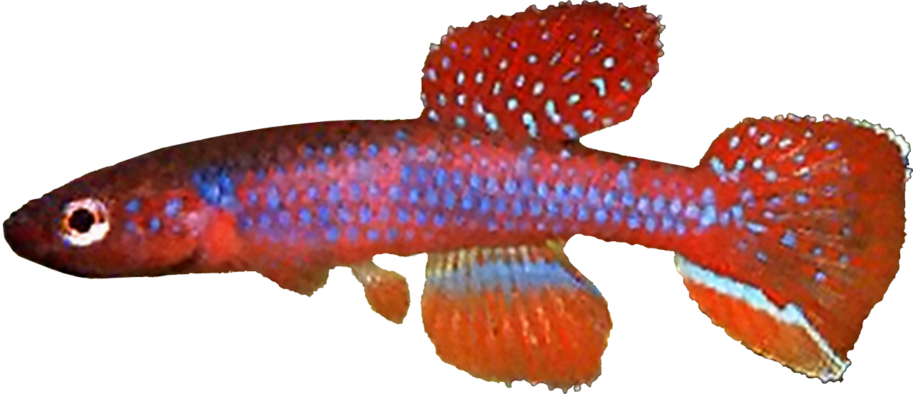 Aphyosemion georgiae