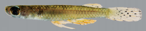 Fluviphylax gouldingi
