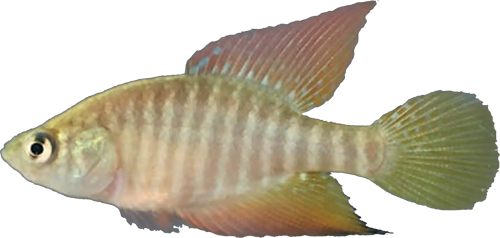 Hypsolebias guanambi