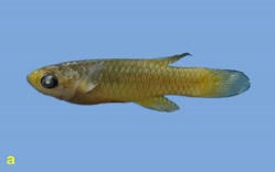 00-a-Copr_2025-BelaNagy-HOLOTYPE_BE_RMCA_VERT_2025_008_P_0039t.jpg