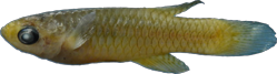 00-a-Copr_2025-BelaNagy-HOLOTYPE_BE_RMCA_VERT_2025_008_P_0039t.png