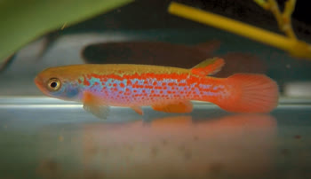 Rivulus gomesi