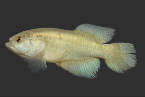 Cynolebias gorutuba