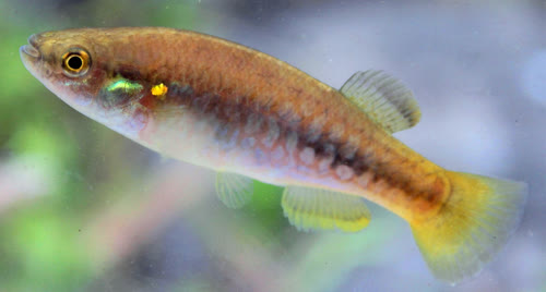 Profundulus guatemalensis