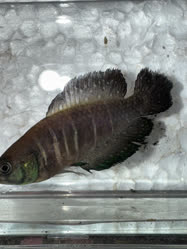 Piraraja
