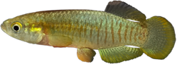 Valencia hispanica