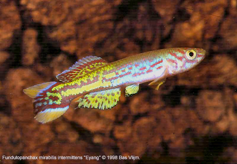 Fundulopanchax mirabilis intermittens