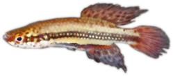 00-0-Copr_2002-Costat.png