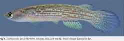 00-0-Copr_2025_Wilson_Costa_UFRJ_9569_Holotype_25-6mmSL_Amapa-Laranjal_do_Jarit.jpg