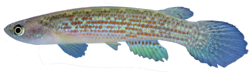 00-0-Copr_2025_Wilson_Costa_UFRJ_9569_Holotype_25-6mmSL_Amapa-Laranjal_do_Jarit.png