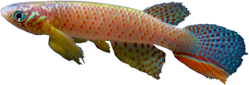 Moema juanderibaensis