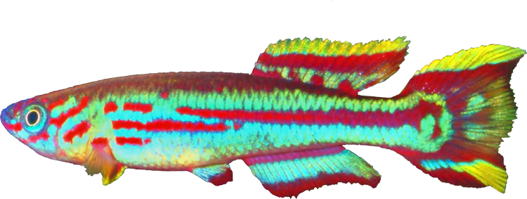 Fundulopanchax kamdemi