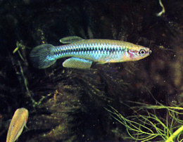 Micropanchax katangae