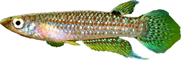 Aplocheilus kirchmayeri