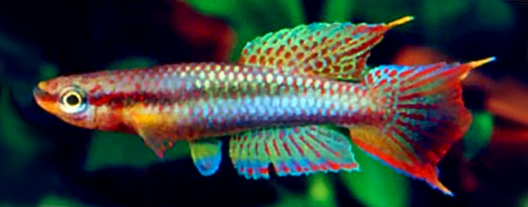 Aphyosemion kouamense