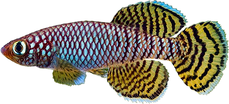 Nothobranchius korthausae