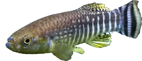 Aphaniops kruppi