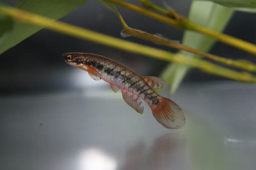 Nova Mutum Rio Tapajos HvdB 2015/18