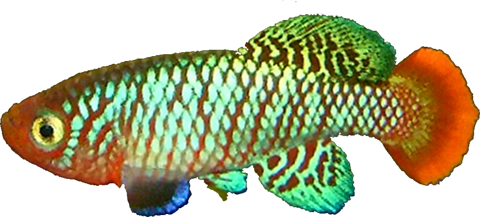 Nothobranchius krysanovi