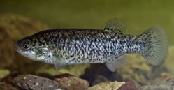00-0-Copr_2026-USFWSt.jpg