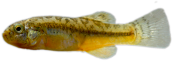01-1-Copr_2017-Gloria_Arratiat.png