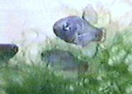 Cyprinodon macularius