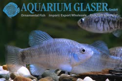 05-0-Copr_2019-Aquarium_Glasert.jpg