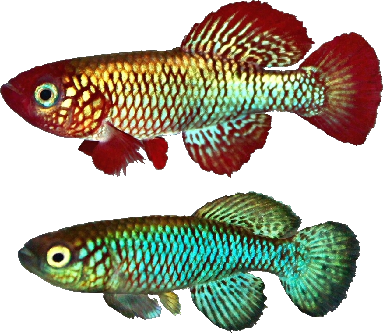 NIK - Nothobranchius (Adiniops) nikiforovi