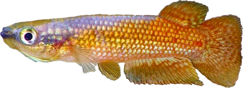 Pachypanchax omolonotus