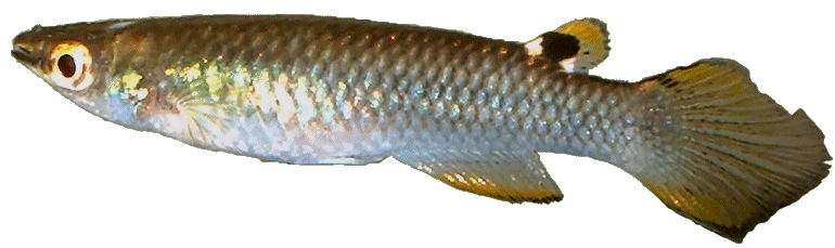 Aplocheilus panchax  panchax