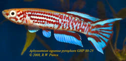 Aphyosemion ogoense 'GHP 80/23 Blue'