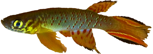 Aphyolebias rubrocaudatus