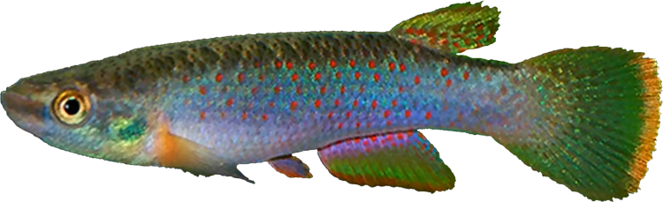 Rivulus (Cynodontichthys) ribesrubrum